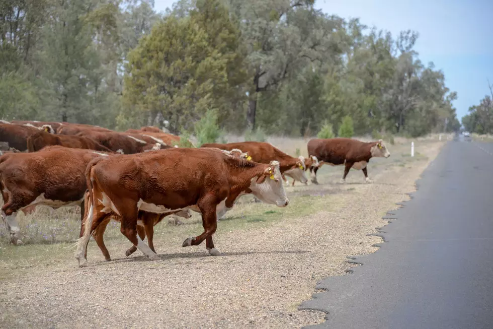 Does the driver or the rancher pay for damages if someone hits livestock in Arizona?