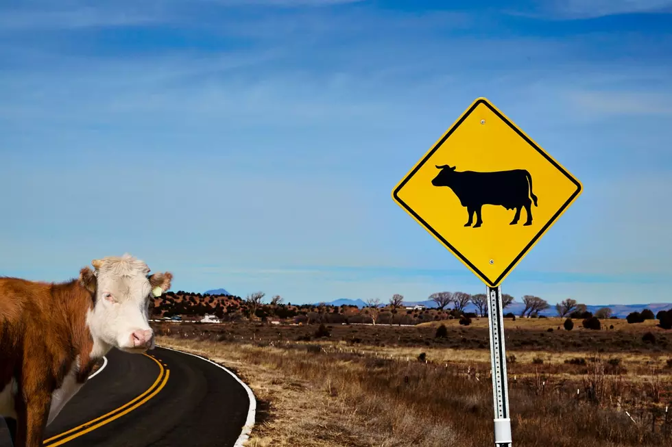 Does the driver or the rancher pay for damages if someone hits livestock in Arizona?