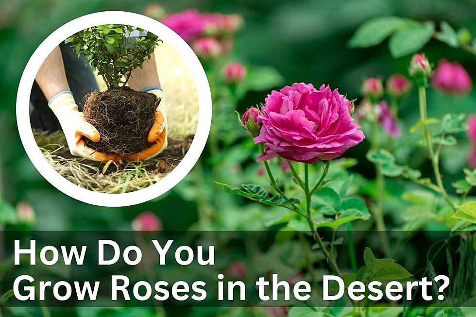 Want the Secret to Growing Roses in Arizona? This Cochise County Workshop Can Help!