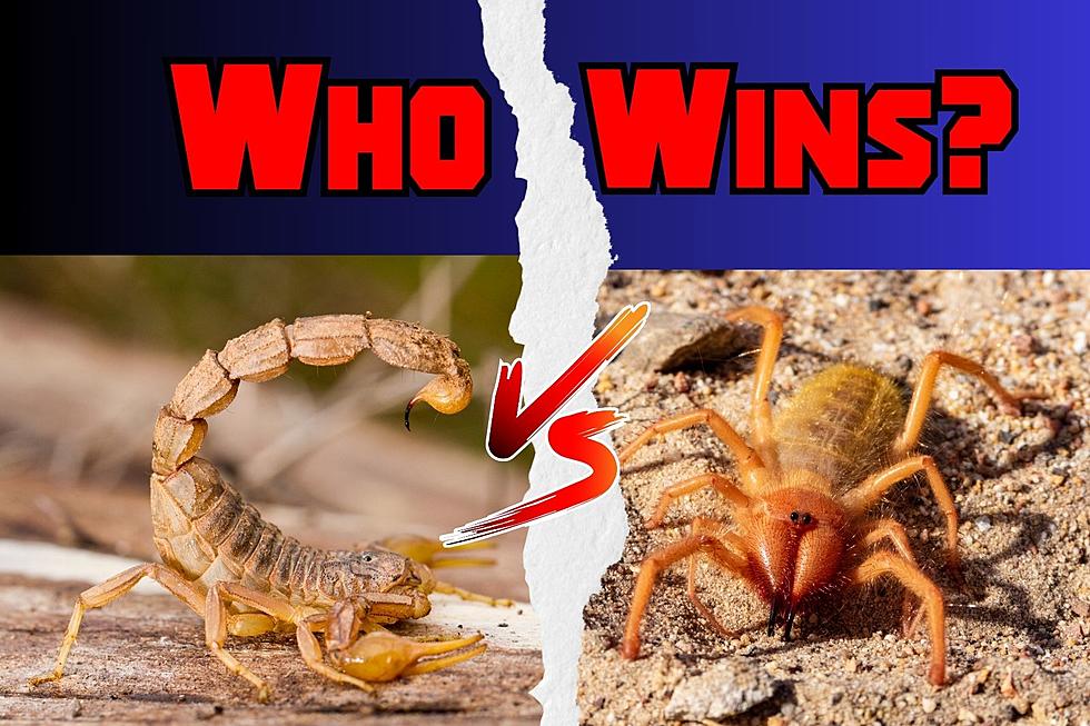 Who Wins a Fight Between a Sun Spider & a Scorpion?