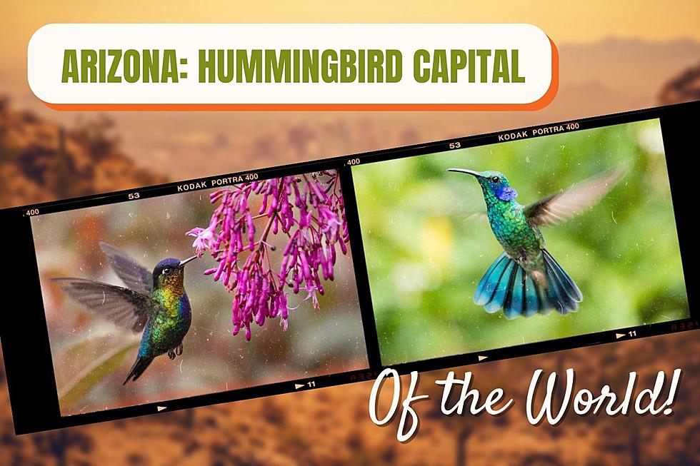 Love Hummingbirds? Arizona Boasts More than Anywhere in the World!