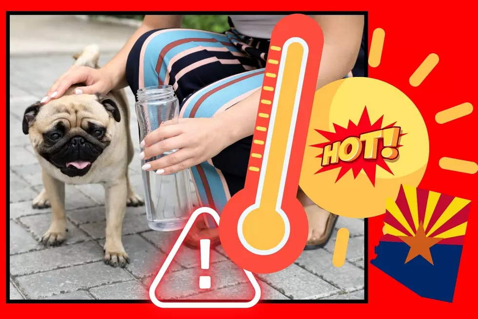 Preventing Dog Heatstroke in Arizona's Heat!