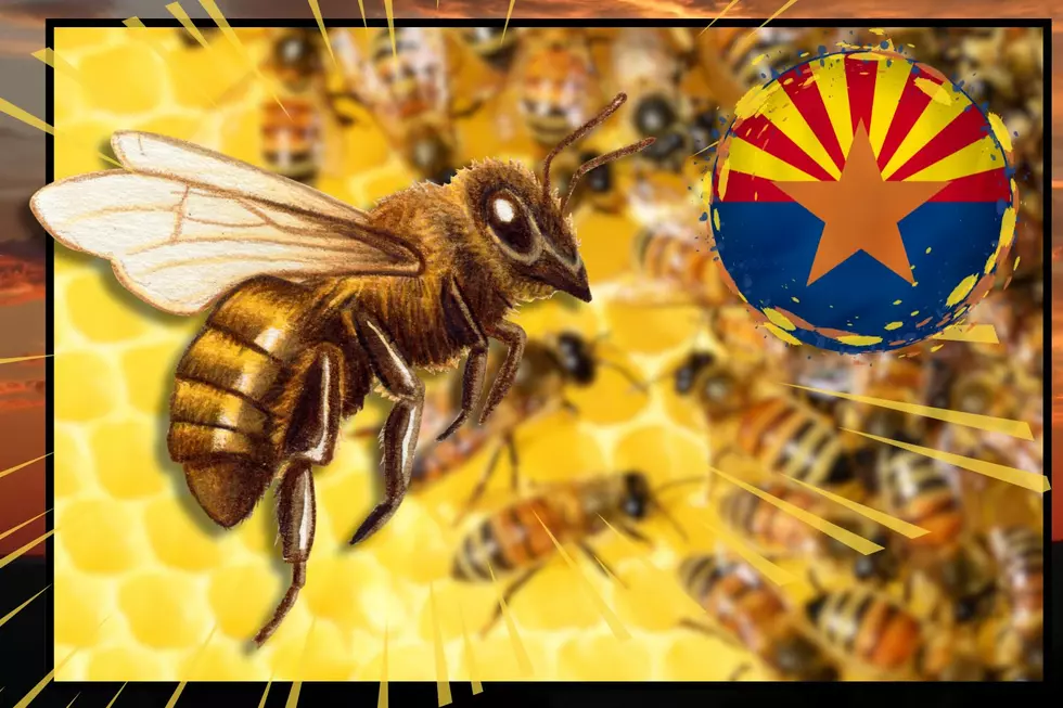 Who's Liable if Someone's Stung on Your Arizona Property?