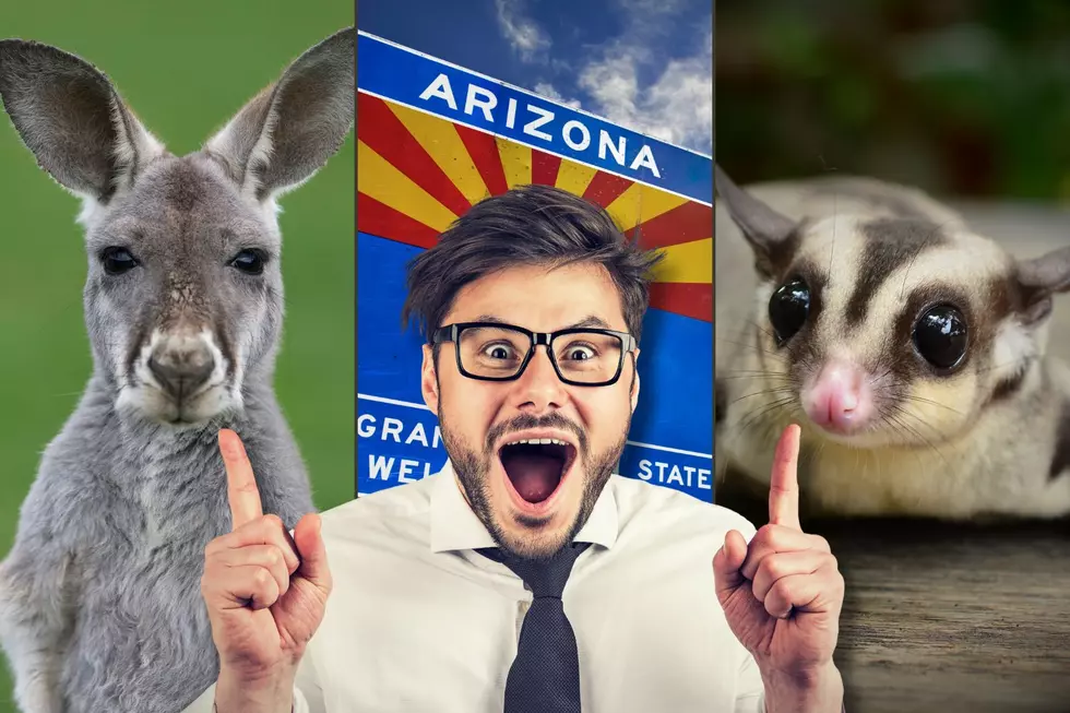 LOOK: You Can Surprisingly Own These Exotic Pets in Arizona