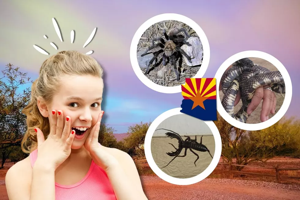 “Scary” Critters Found in Arizona Homes! You Won’t Believe the Last One!