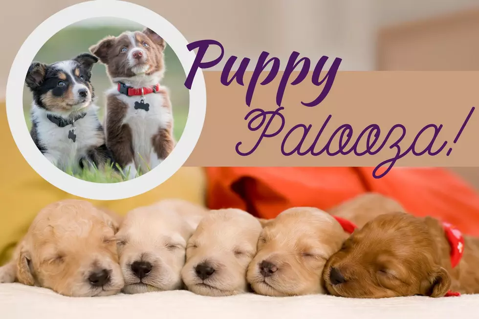 Hurry! It’s Time for ‘PuppyPalooza’ at This Arizona Animal Shelter
