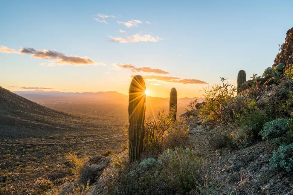 Stinknet is an invasive species in Arizona