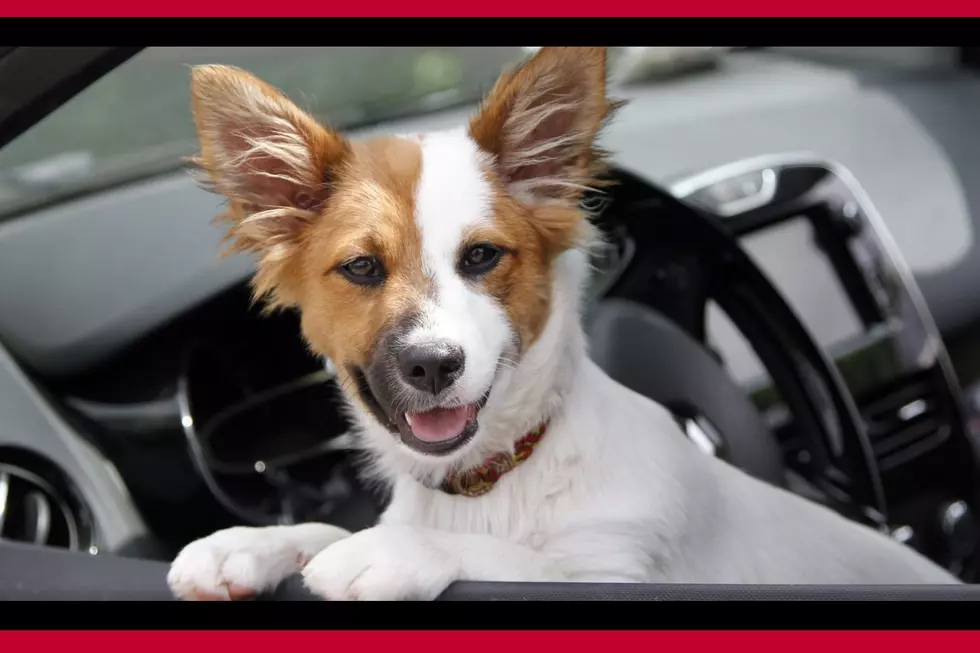 Don't drive with pet on lap in Arizona