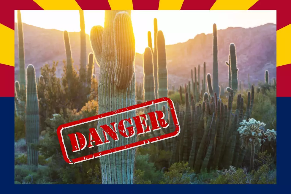 Arizona saguaro in danger.