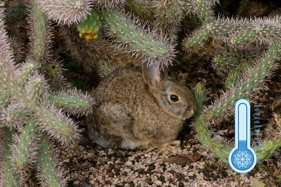 Animals beat the heat in Arizona