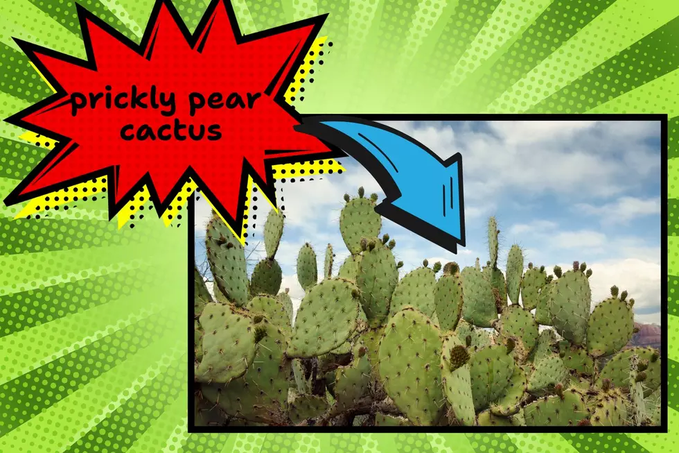 Prickly pear harvesting in Arizona