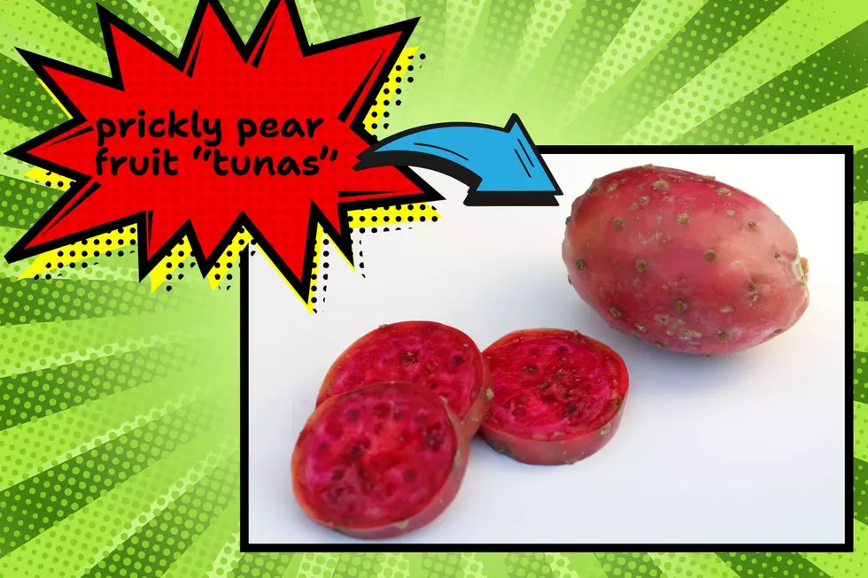 Prickly pear harvesting in Arizona