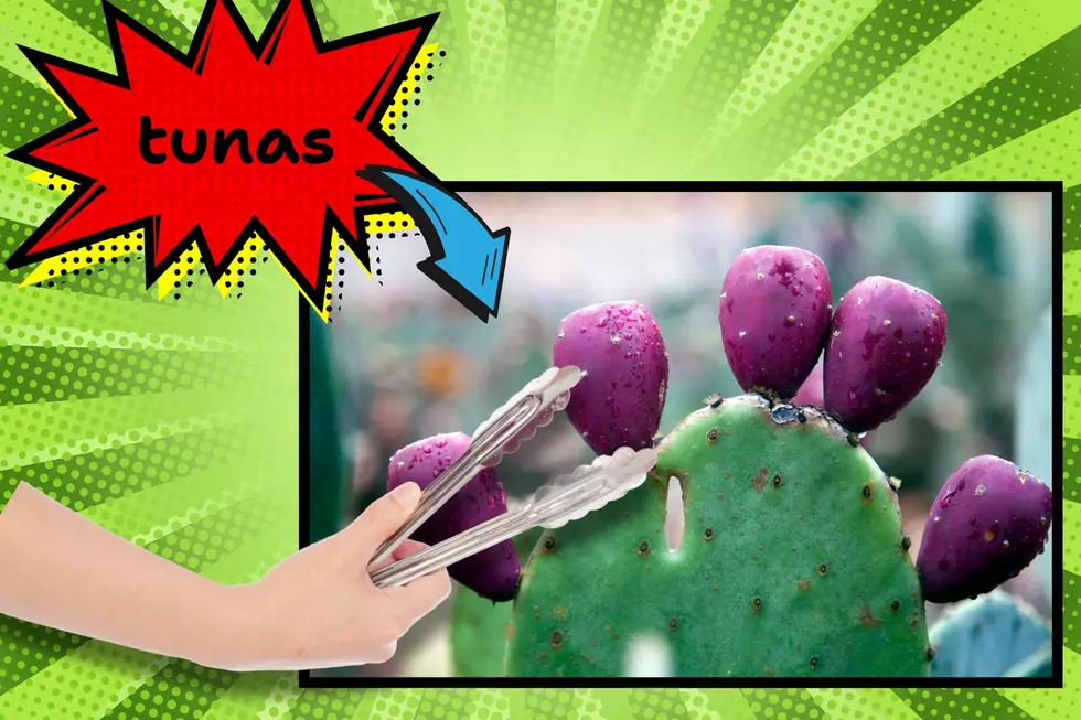 Prickly pear harvesting in Arizona