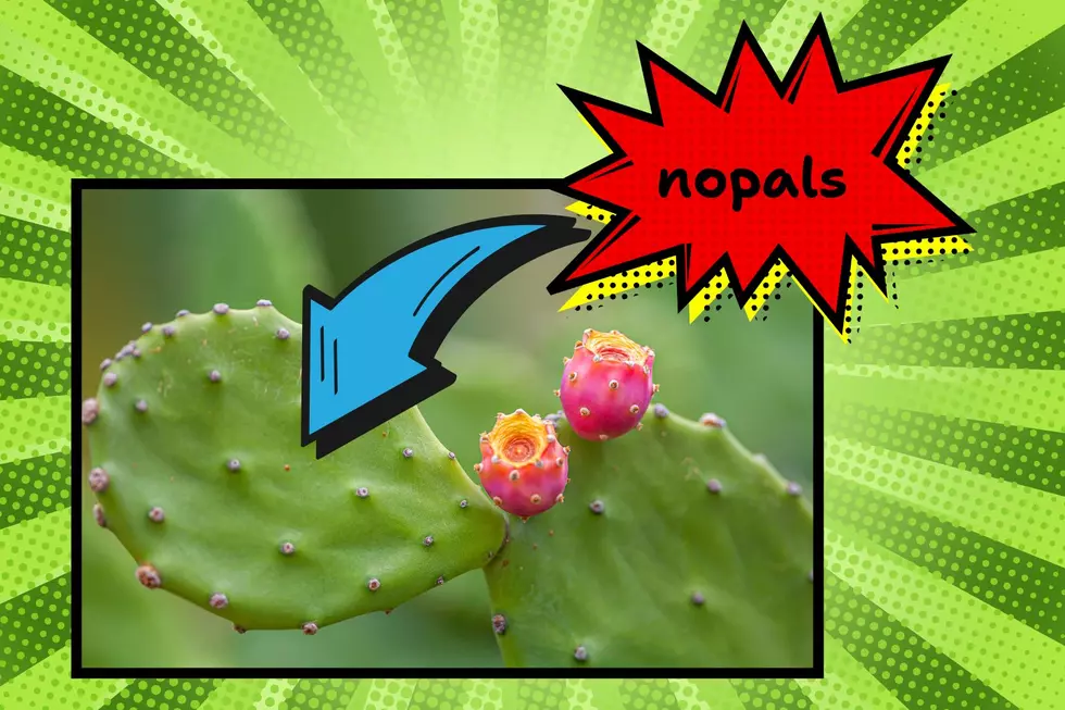 Prickly pear harvesting in Arizona