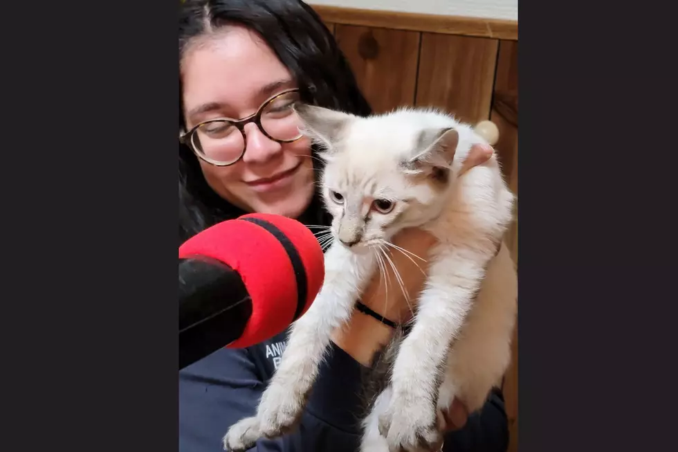 Brittany Shultz holds a kitten during a radio interview. | Photo by Val Davidson/TSM