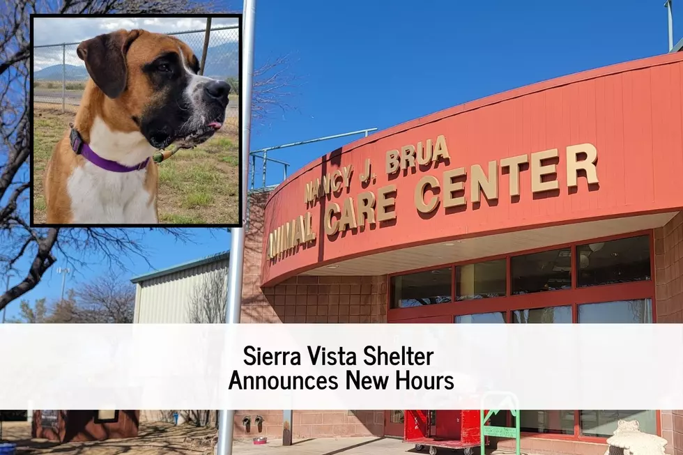 Staffing Shortage Forces New Hours for Sierra Vista Animal Shelter
