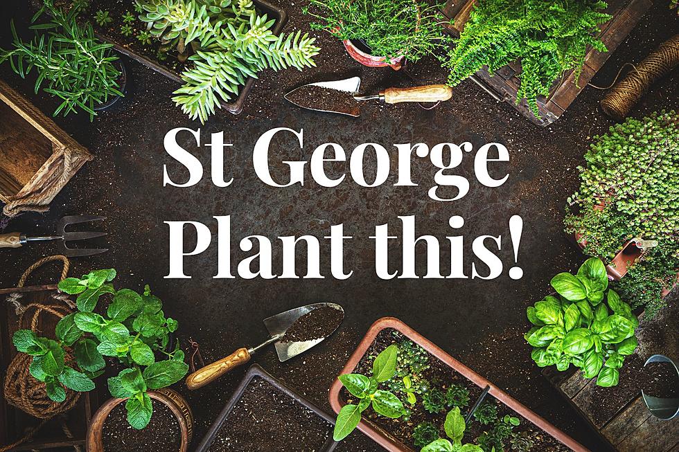 St George, Plant THIS Right Now!