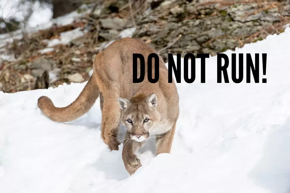 What NOT To Do When You See A Mountain Lion