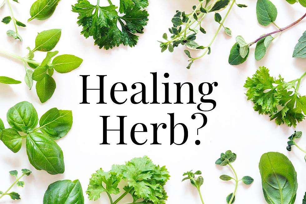 Cedar City Plant This Magic Healing Herb Right Now!