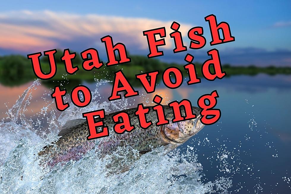 See The List of Utah Fish To Avoid Eating At All Cost