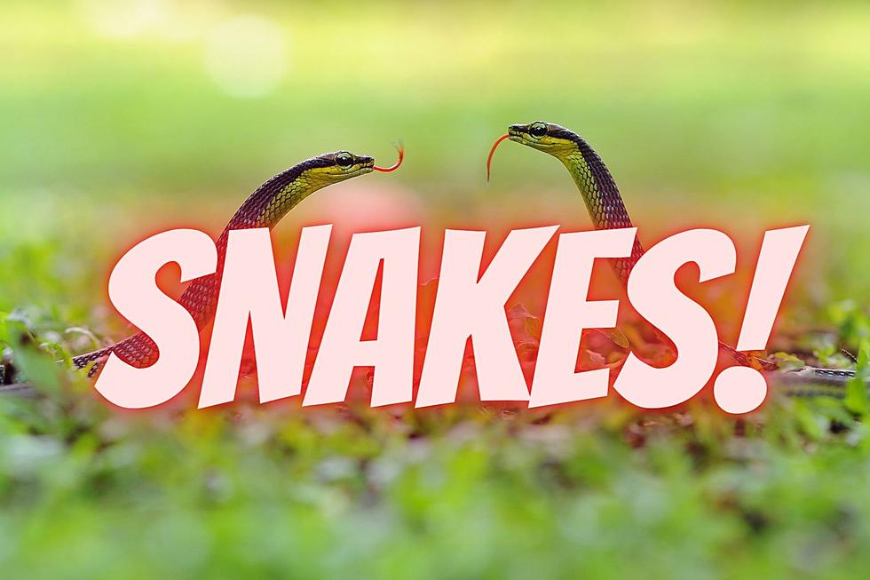 #1 Most Snake Infested Lake In Utah