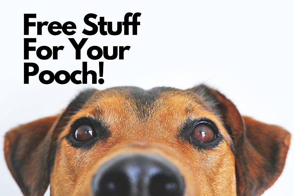 The BEST Local Places To Take Your Pet For Treats In So Utah
