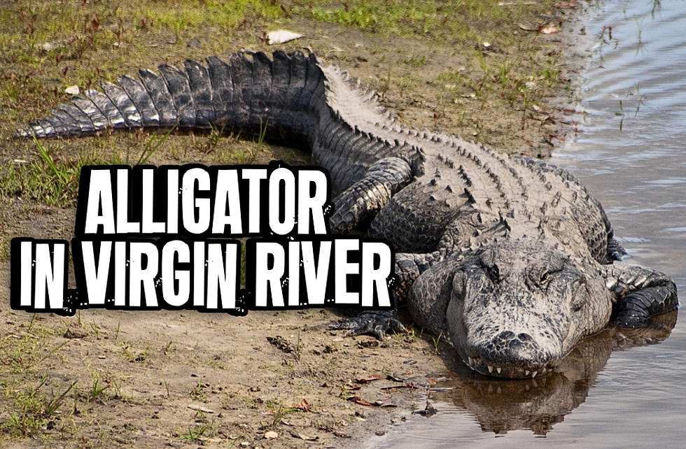 WHAT?! Alligators In The Virgin River!
