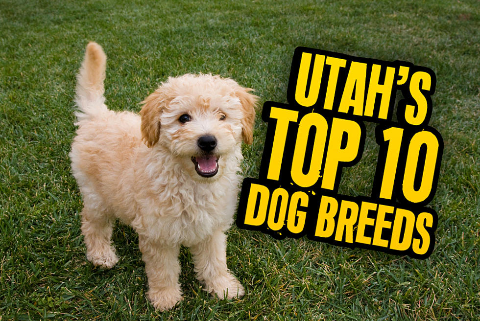 How Trendy Are You?: Utah&#8217;s TOP 10 MOST POPULAR Dog Breeds!