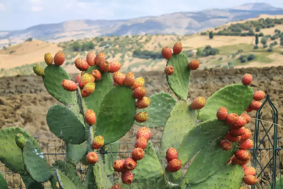 3 Healing Herbs in Southern Utah That Will Transform Your Wellness Game