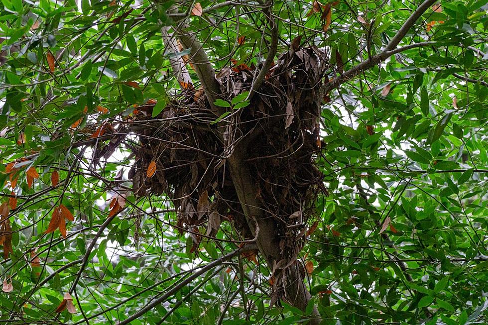 That Ball Of Leaves In Your Utah Tree Is NOT A Birds’ Nest