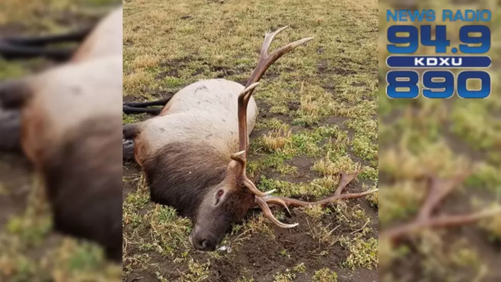 DWR investigating poaching of six wild elk