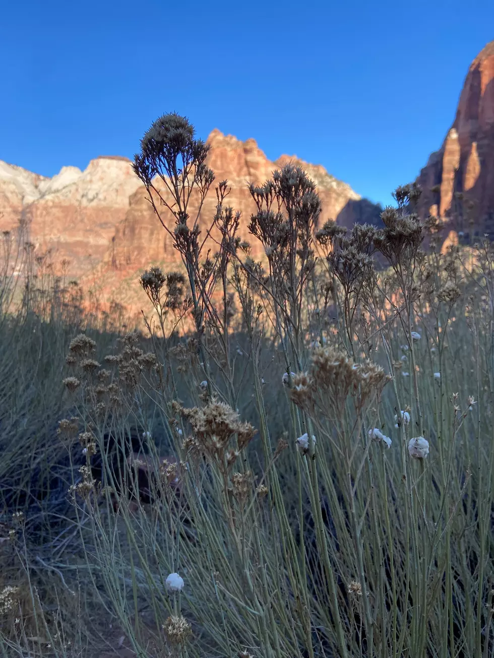 Zion National Park surpasses park history visitation with more than 5 million visitors