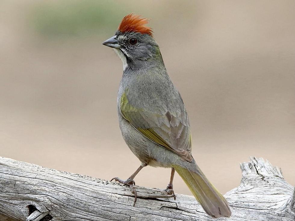 Flocks of Bird Watchers Will Be In St. George This Weekend