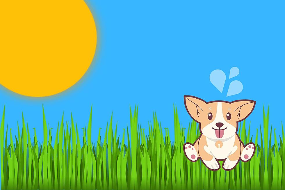 Southern Utah Heat Is Dangerous For Your Pets Feet