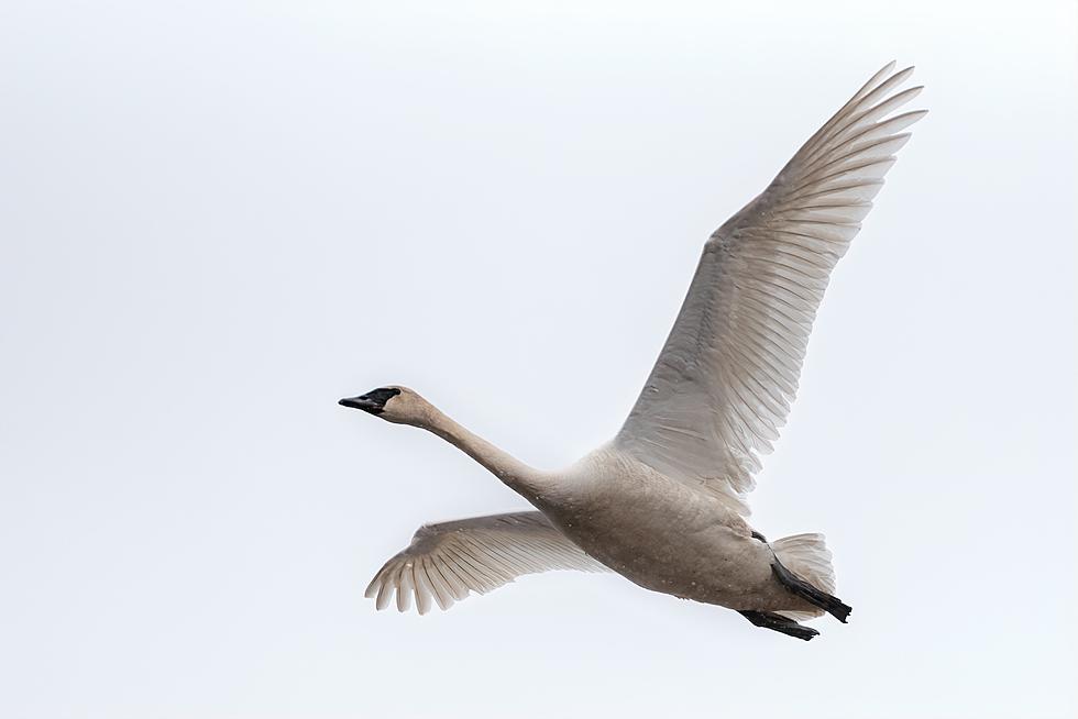 DWR Proposes New Regulations For Trumpeter Swan Hunting