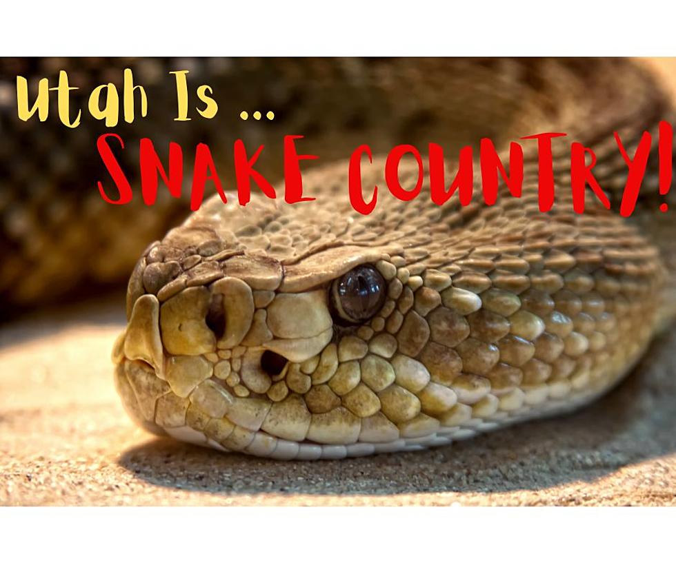 Snakes In Utah: Deadly Or Not, Watch Your Step