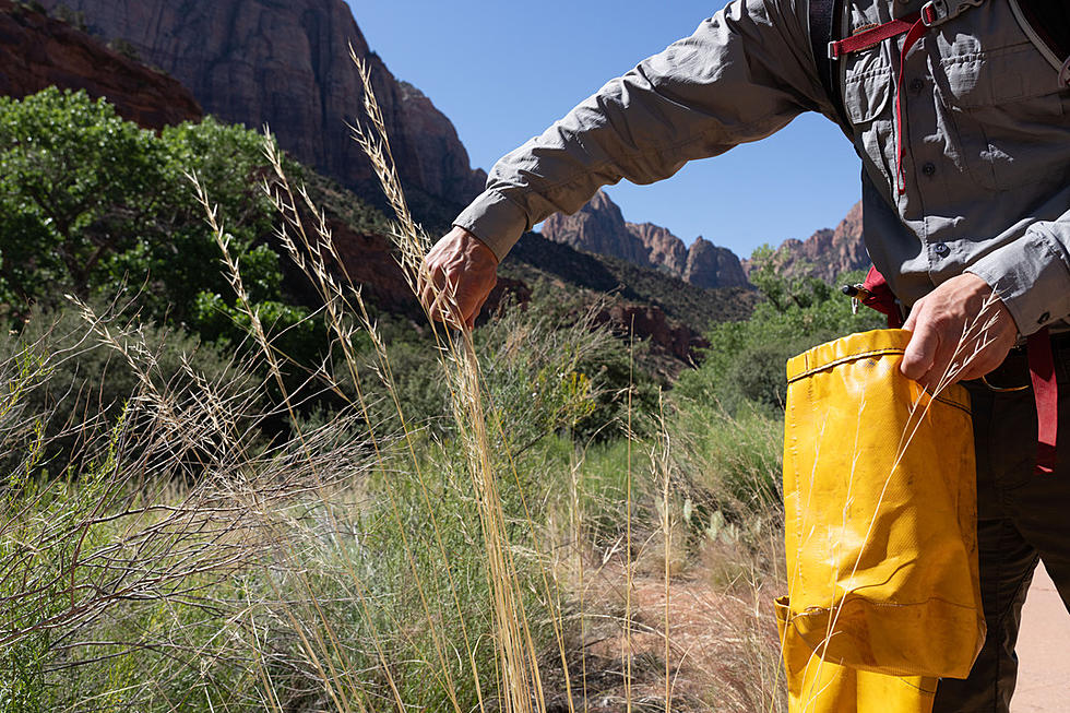 How you can help preserve the native plant life of Zion National Park