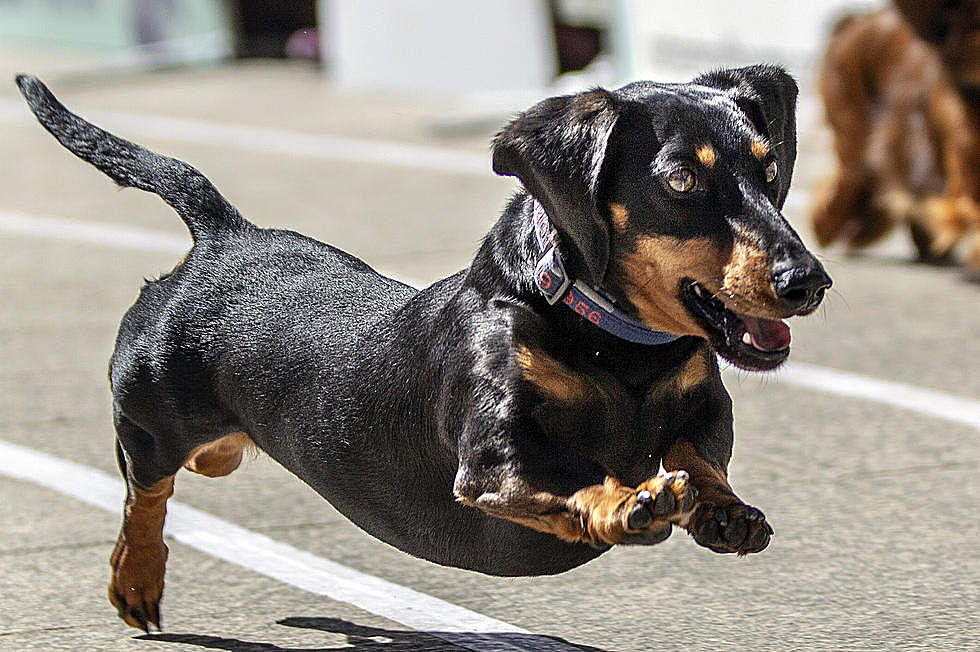 World’s Fastest Wiener Dog Crowned Yesterday In California