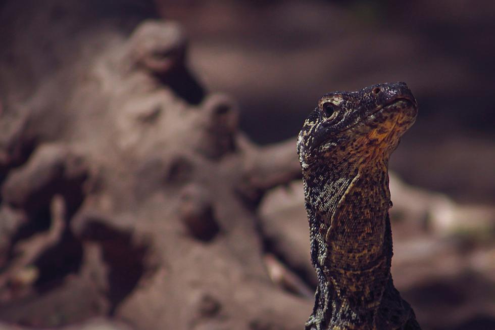 Name A Baby Komodo Dragon!