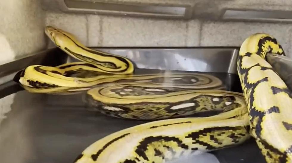 Missing 15-foot Snake &#8216;Probably Not&#8217; A Danger To Humans