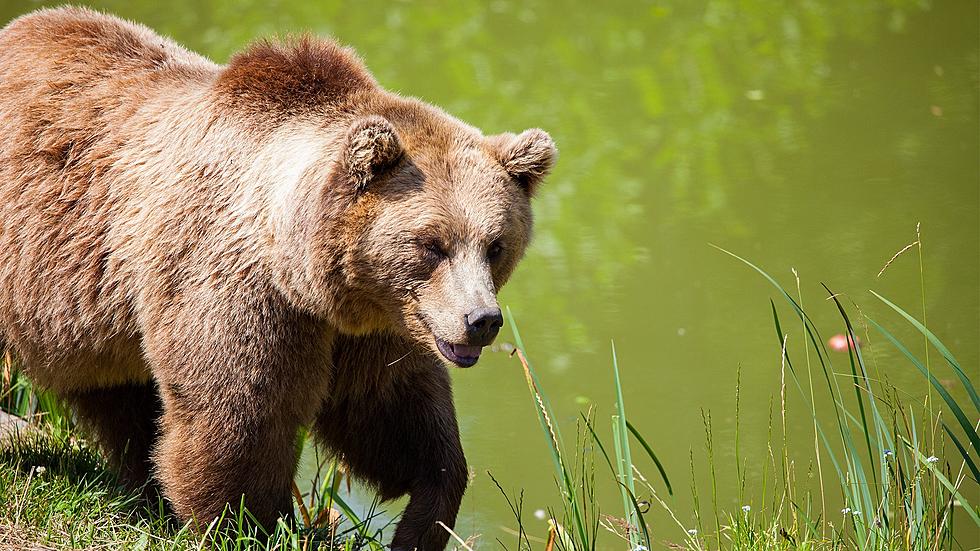 Authorities Eliminate Bear Permanently After Another Attack