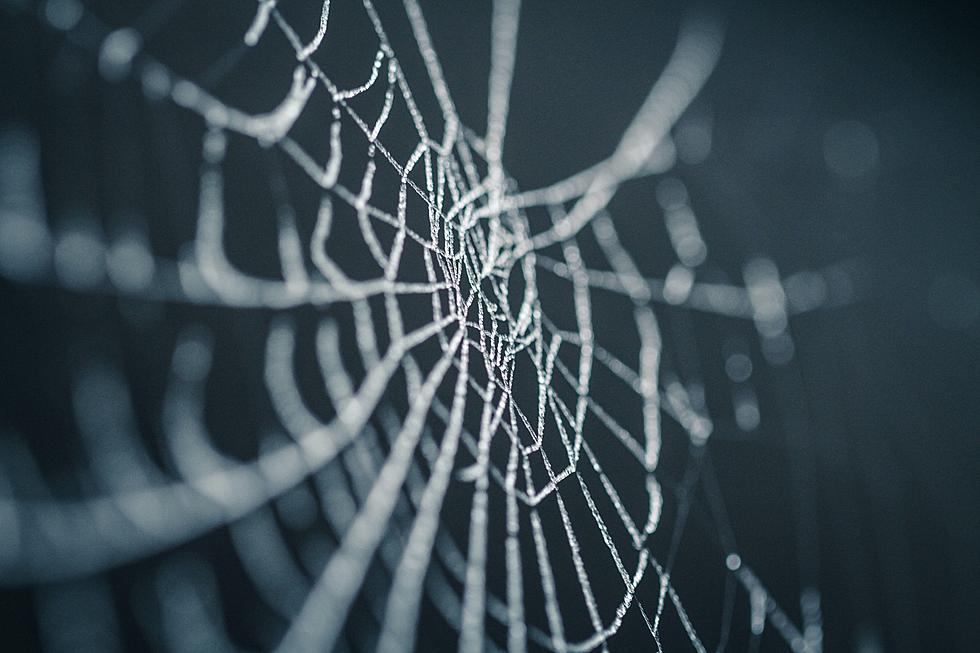 Why Fake Spider Webs Are Bad For Outside Decoration in Utah