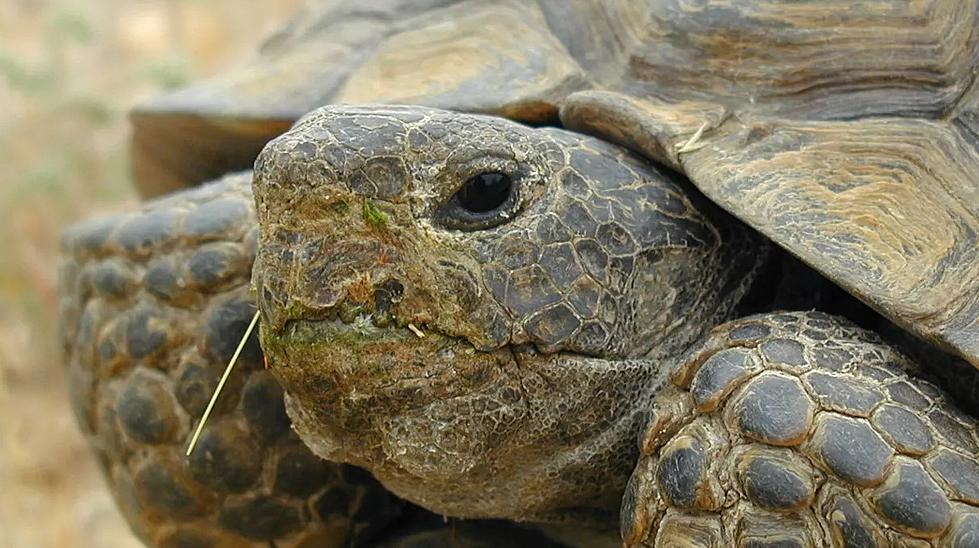 Desert Tortoise Week Starts Saturday