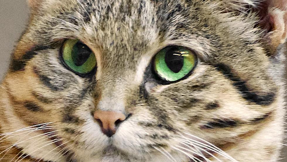 Killer Kitty: World’s Deadliest Cat Is Here In Utah