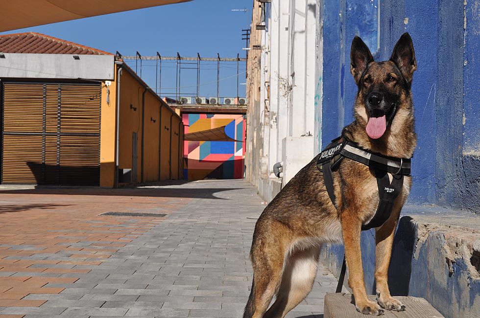Meet Enzo, Karly, And Emma: St. George's Enthusiastic Police Dogs