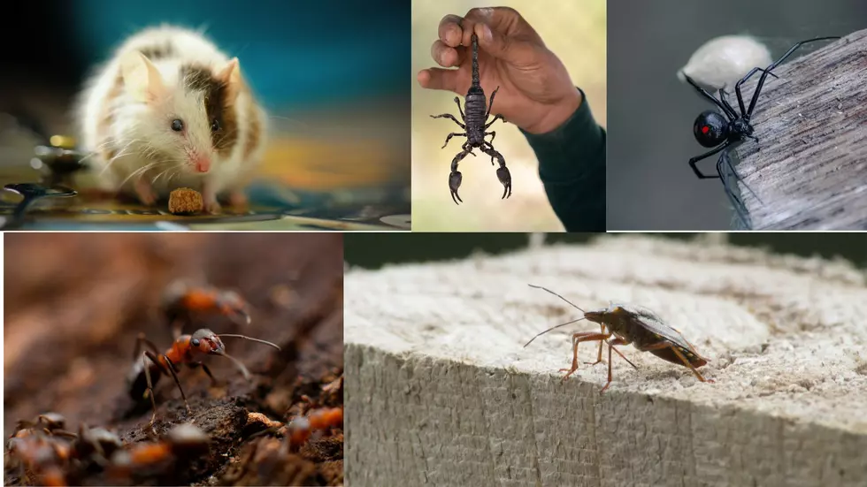 In Southern Utah, These Pests Are Living Rent Free And You&#8217;re The Landlord