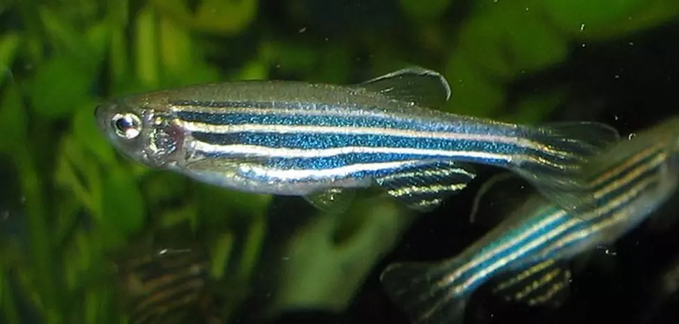 Zebrafish And You: Genetically Connected
