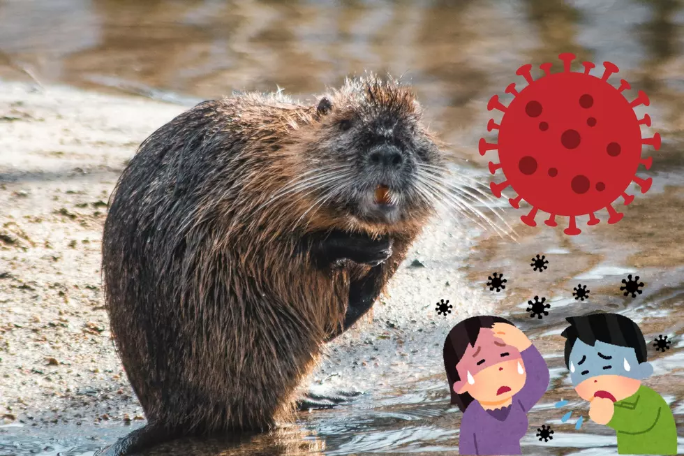 Potentially Deadly Disease Found in Dead Beavers in Utah, and It Could Spread to Humans