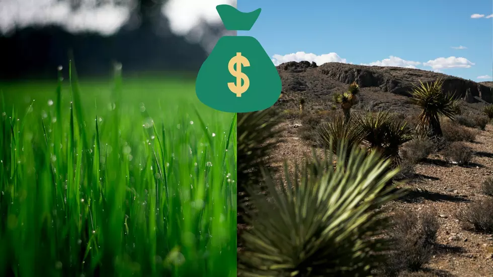 Grass To Desert: Washington County’s Still Pushing For Water-Wise Landscaping