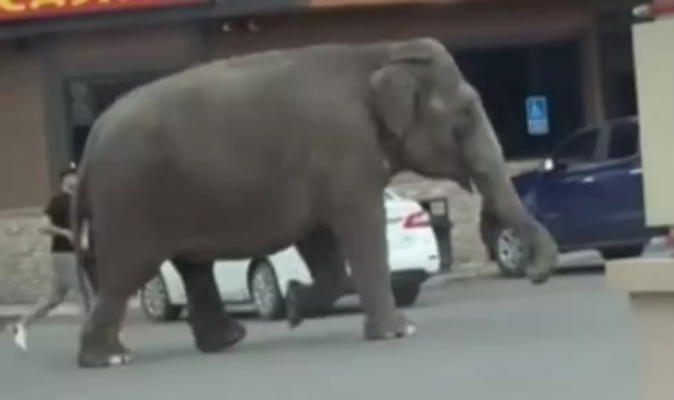 What To Do If An Elephant Gets Loose In Your Utah Town